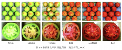 高光譜成像系統(tǒng)FS20系列針對番茄果實熟度的研究